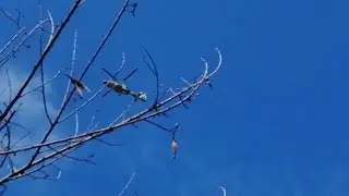 Que &Eacute;pico Sonido De motor Del Helicoptero AS565 Panther MBE Pasando En la tarde Y Casi Se nos va 🚁