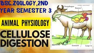 Cellulose Digestion #bsc #bsczoology #bscsecondyear #semester #semester3  #zoology #animalphysiology