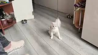 Кошачьи забавы #кот Зефирка #cat # котейка #Furry hunter