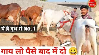 आज मौका मत चूकना 🤗 1100₹ डालो गाय घर पहुंच ✨ 6 Tharparkar Sahiwal Rathi Cow 🤟 Harsh Dairy Farm Talk 