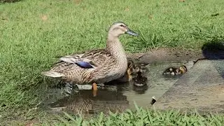 Pacific Black Duck - Australian Bird | Short Documentary