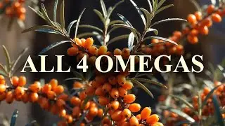 12&times; More Vitamin C Than Oranges. The Anti-Aging Berry Nobody Talks About. Contains Omega 3, 6, 7 & 9