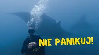 Nurkowanie na Bali z 7 metrowymi potworami! 🥽🐠🛥| Indonezja 17