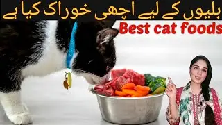 How to Select the Best Cat Food / Cat care for beginners / how to keep cat healthy / Dr.hira saeed