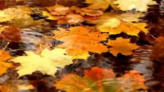 Jorge Cardoso - Milonga, Guitar Duo + Flute (playing 