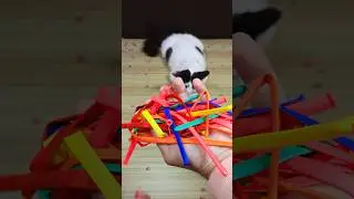 Funny Cat Balloon 🎈 Beads 🔴 Reverse Video #funny #cat #reverse