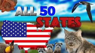 The Most Endangered Animal in Each US State