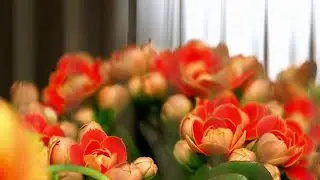 Jardin - Couleur corail