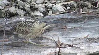 Tarabuso - Great Bittern (Botaurus stellaris) (RNP Taio di Nomi (TN), febbraio 2017)