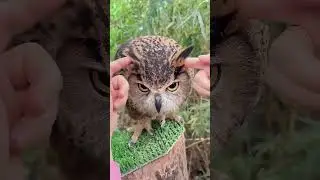 Il gufo odia essere toccato (ma non è aggressivo) #gufi #animali #shorts