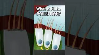 What is Noise Pollution? 😱