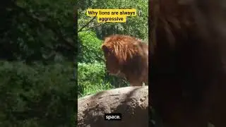 why lions are always aggressive #wildlifebehavior #predatorpower #animals