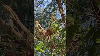 Lots of Green Ant Nests with Dried-Out Leaves | Darwin NT Australia| Nature & Wildlife #shorts