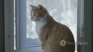 Cat Smells Fish Instantly Wakes 🐱🐟