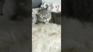 😂 Hilarious Pet Antics Compilation 🐾 | Funny Animals, Catnip Reactions, and Playful Dogs! 😹🐶