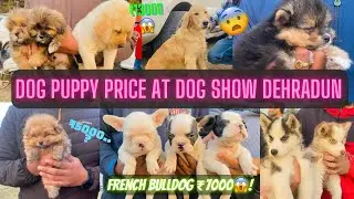 Dog Puppy Price Market At Dog Show Dehradun 😱. Bhut Reasonable Dog Price 😵