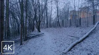 【4K】 First Snow on the Forest Path