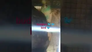 budgies 🐦 Bird 🐦 #lovebird #youtubeshorts #ytshorts #youtube