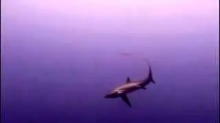 Hunting Strategies of Thresher Sharks: Overhead Tail-Slap