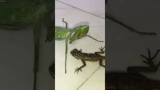 Mantis vs. lizard| Mantis attacks lizard #wildlife #wildanimals #animalphotography #survey wildlife