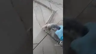 Grouting ceramic tile 24by24