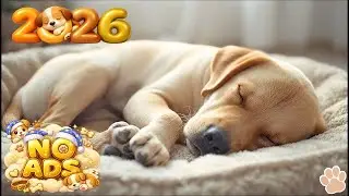 Relaxing Music For Dogs🐶Anti Separation Anxiety Relief 🐶NO ADS