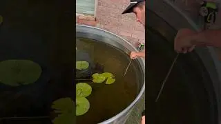 BILL is a savage!!💀 #snake #fishing #billthebass #petbass #largemouthbass #topwater #fishtank #fyp