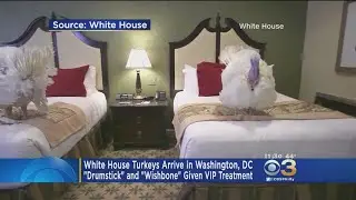 White House Turkeys Arrive In Washington, DC