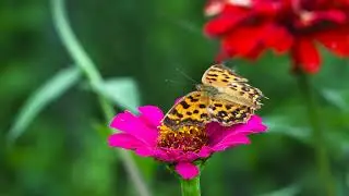 Beautiful Video Music#Relaxation Music#Calm Music