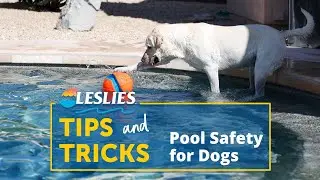 Tips & Tricks: Pool Safety for Dogs | Leslie's