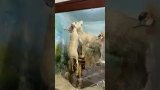 Dangeroous animals in meadum😨😱😱😱🫴🏻 #pethouse #animalmeasum#minizoo #birds #dangerious😱😱😨