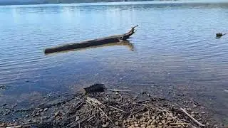 Lakelse Lake Picnic Site