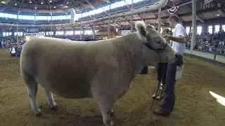 4-h Grand Champion Steer | Iowa State Fair 2014