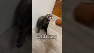 Why Ferret Enrichment is SO Important : Featuring Oxbow Animal Health