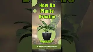 What Are Stomata? The Secret Breathing System of Plants! 🌿😮