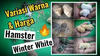 Hamster Winter White l Variasi Warna dan Harganya