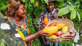 Kilimo Hai cha Cocoa Mlimba Morogoro Tanzania  2025 02 05
