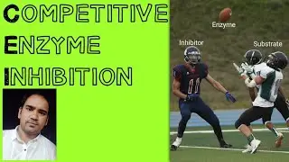 Competitive  Inhibition of Enzymes : Meaning || Mechanism || Kinetics || Examples and significance.