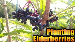 Planting Elderberries