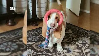 Pet Pics: April is stuck between a toy and a hard place