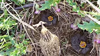 Insights from Pipit Birds Nests | &lrm;@WeBelongToNature
