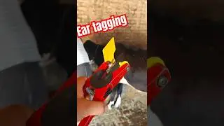 Ear Tagging For identification #veterinary #fieldwork #animals #animallovers #animalcare #tagging