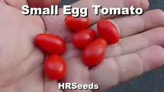 ⟹ Small Wild Egg Tomato | Solanum lycopersicum | Tomato Review