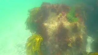 Outer Harbour snorkelling session.