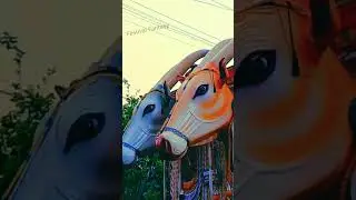 pooram highlights/festival Fantasy /kaduva malayalam movie /KAALA VELA /#kaduvamovie