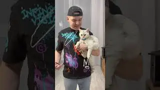 МАРСЕЛЬ ИЛИ МАЛИНА#cat