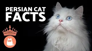 10 FACTS About PERSIAN CATS 🐱 Do You Know Them All?