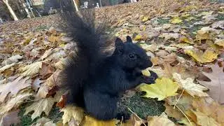 My buddy Scruffer the Squirrel