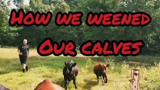 How we are weening the calves