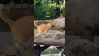 Бести Капибара и Ойен 🐾🐱 #capybara #oyen #zoonegara